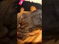 А какая любимая игрушка у вашей собаки ? 😂😂😂 #france #chien #funnyanimals