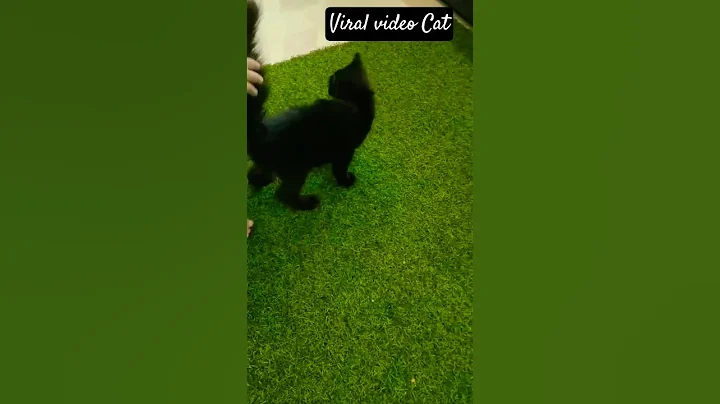 Video 11377611: persian cat love