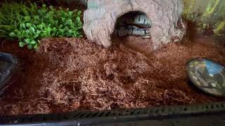 Ball python bioactive setup