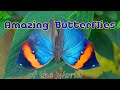 The World&#39;s most Amazing Butterflies