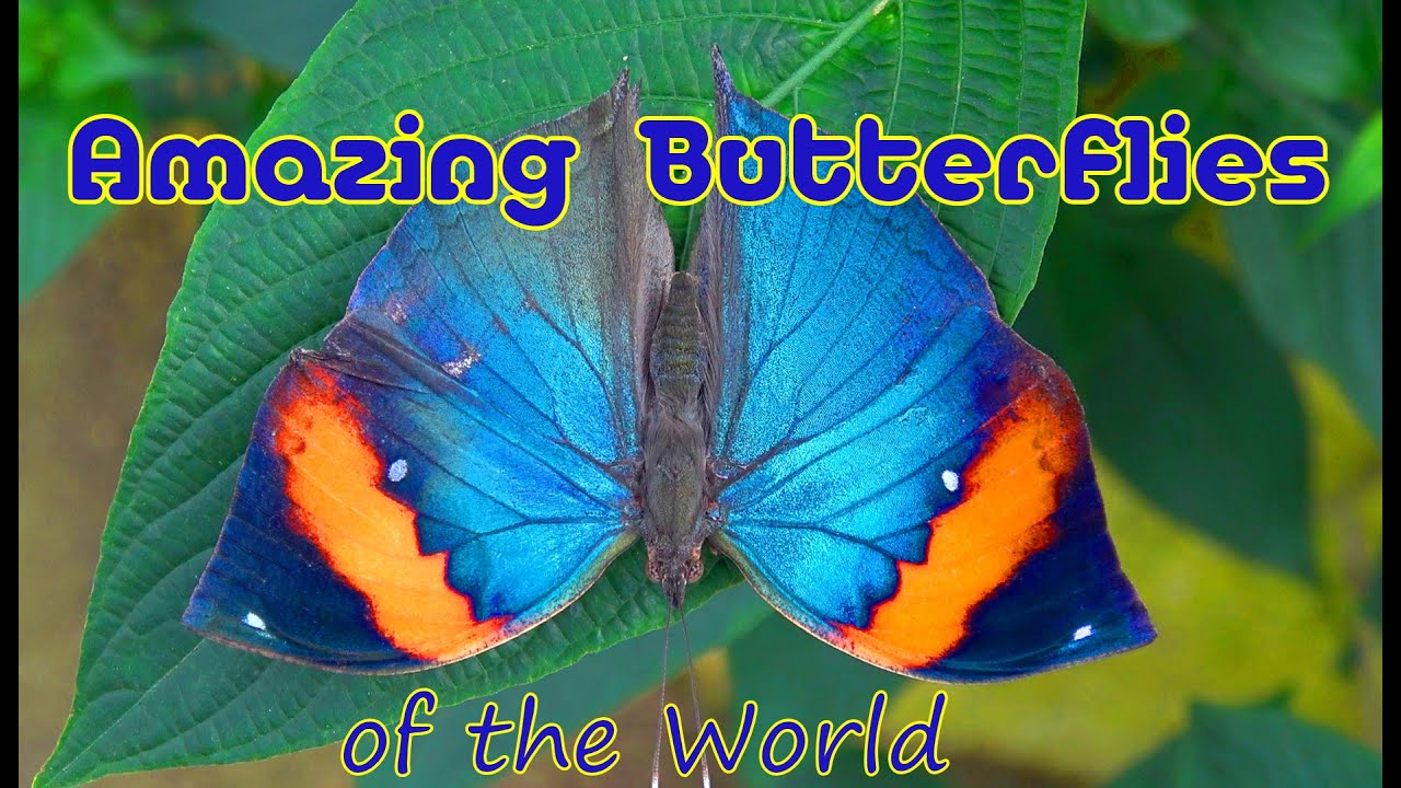 Beautiful Rainforest Butterflies Youtube