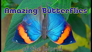 The World's most Amazing Butterflies