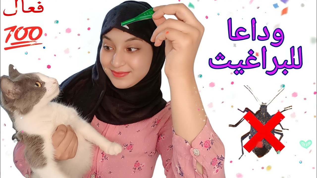 علاج البراغيث عند القطط😺 علاج سهل وسريع👌