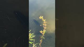 рыбалка, рыбалка летом, fishing, рыбалка на поплавок, рыбалка на спиннинг, летняя рыбалка,