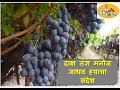 Grapes - Message from Manoj Jadhav to Grape Growers