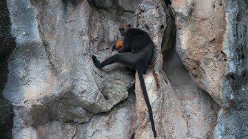 Những hình ảnh hiếm có về Voọc Cát Bà