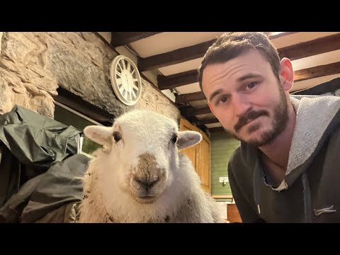 Cute Lamb FaceTime call