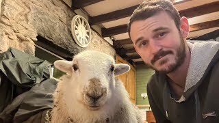 Cute Lamb FaceTime call by Lee Walters 10,775 views 1 year ago 17 seconds