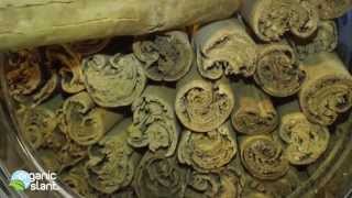 Cinnamon real vs fake 6-9-2013 | Organic Slant