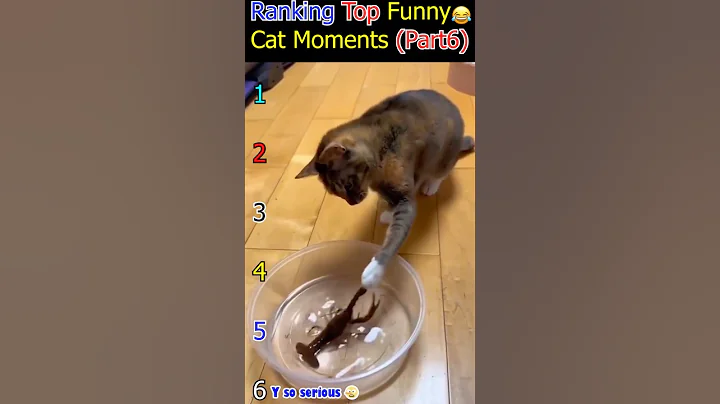 Video 11776591: hilarious cat fails, funniest cats, funnycats