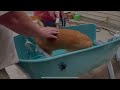 Booster bath elevated pet bathing x large review booster bath   the ultimate dog bath