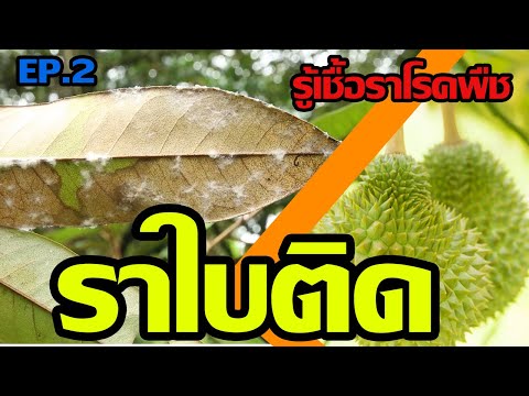 วีดีโอ: โรครากเน่าของข้าวบาร์เลย์ Rhizoctonia คืออะไร: สาเหตุของข้าวบาร์เลย์ Rhizoctonia Bare Patch