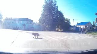 Собака на пешеходном переходе