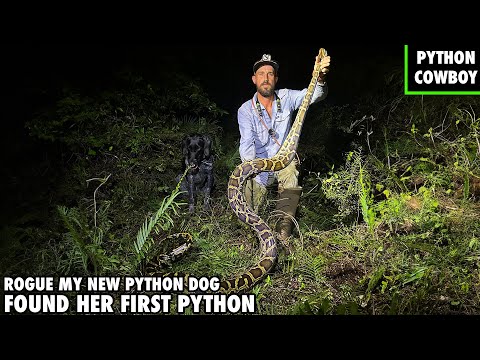 New Python Task Force Dog Finds Her First Python In The Florida Everglades