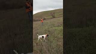 Stella holding a beautiful point! #pheasanthunting #gsp #birddog #huntingdog #gundog #pointer #dog