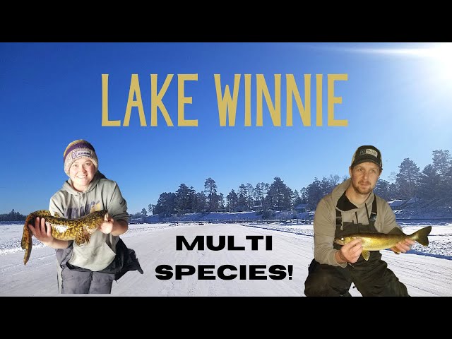 Fall Walleye Fishing in Minnesota at Little Winnie Resort