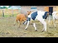 ТЕЛЯТА НАПАДАЮТ😳ЭКСПЕРИМЕНТ НАД КОРОВАМИ🐄!EXPERIMENT ON COWS.CALVES ATTACK
