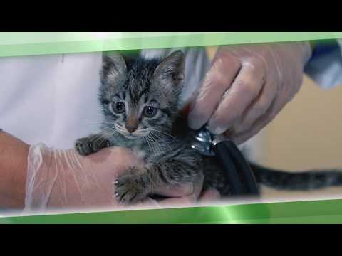 Video: Ev Heyvanınızın Sağlamlığını Veterinar Köməkçinizə Etibar Edə Bilərsinizmi?