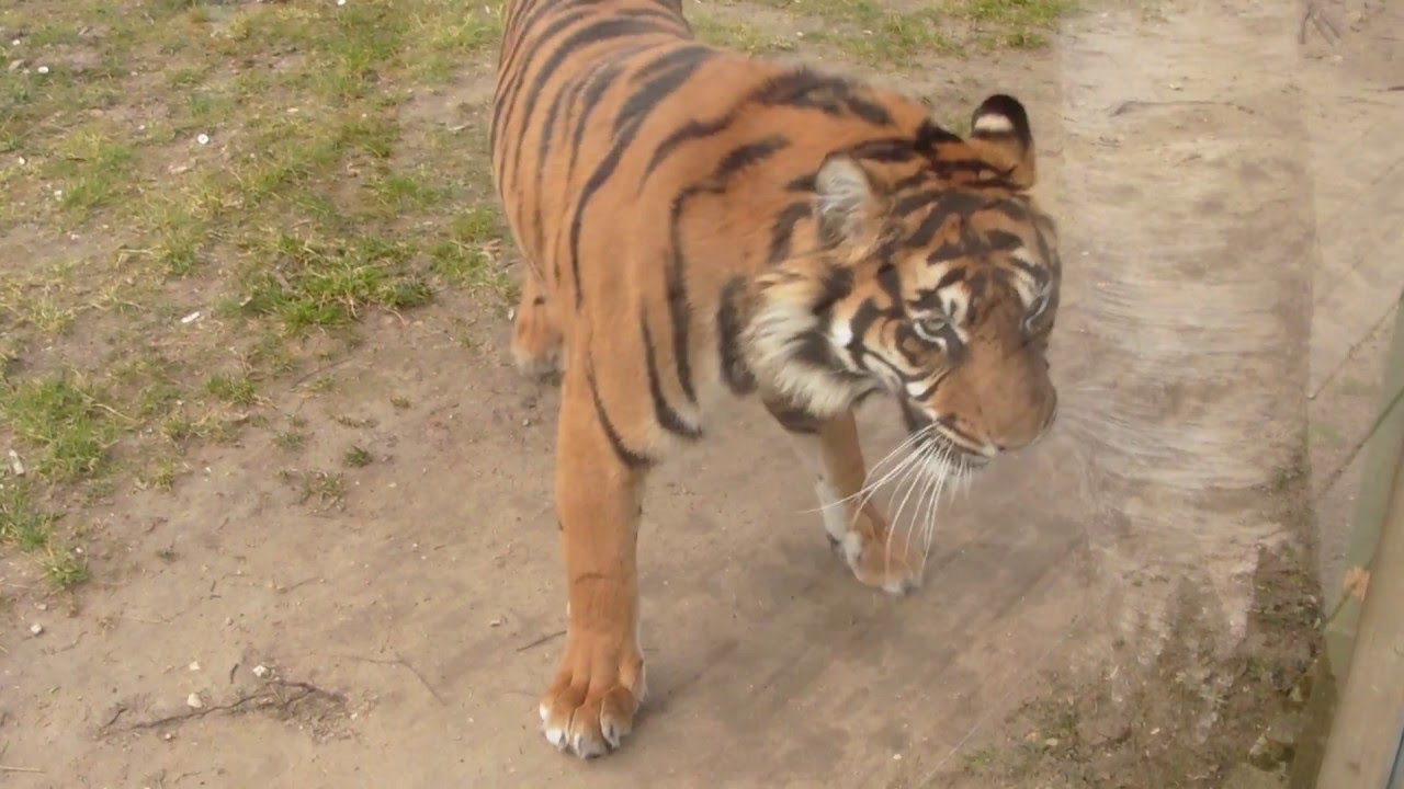 Wanita et Sarah, amitié au Zoo de La Flèche - YouTube