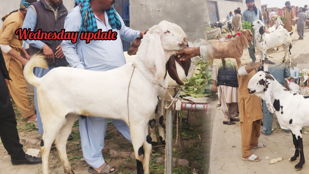 Wednesday update mudray chatray Qubrani ka Mall rajinpuri bakray amberisari bakray lahore