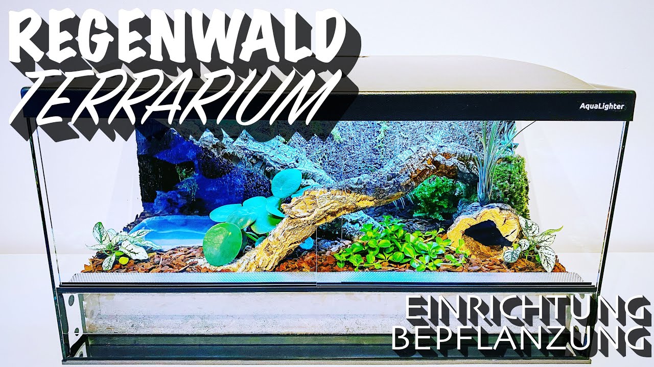 Terrarium Rckwand Selber Bauen Regenwald