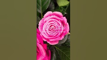 سلمان العتيبي تلاوة خاشعة جميلة سورة النبأ#قران_كريم #سلمان_العتيبي #سورة_النبا #قران