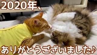 子猫達のイチャイチャかと思いきやまさかの!?【大晦日】 by えぶりにゃん【ノアさんとこまちゃん日記】 2,270 views 3 years ago 4 minutes, 31 seconds