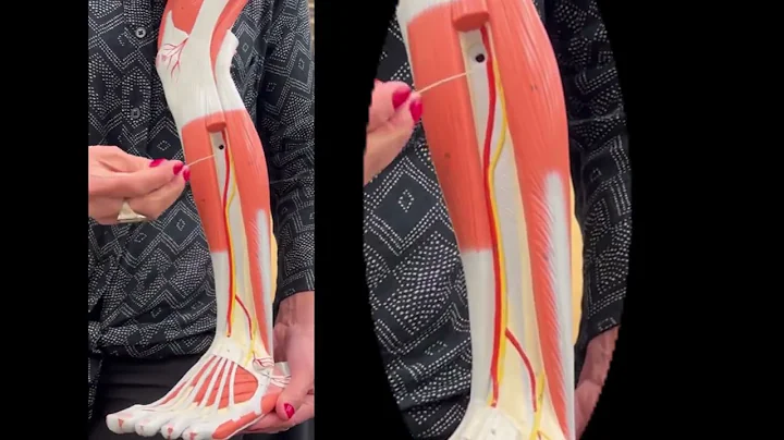 Dr. Benaduce: Blood vessels - Lower Limb model