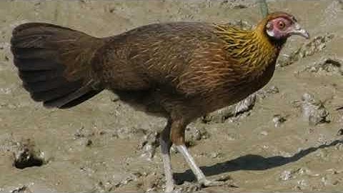 tiếng gà mái rừng mới nhất. Suab poj qaib seev zoo heev dib tuaj zoo 2022 เสียงไก่ป่าตัวเมียร้องดี