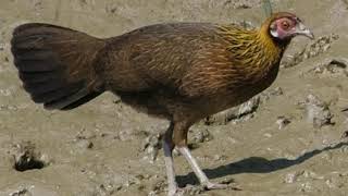 Ting G Mi Rng Mi Nht Suab Poj Qaib Seev Zoo Heev Dib Tuaj Zoo 2022 
