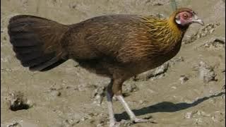 tiếng gà mái rừng mới nhất. Suab poj qaib seev zoo heev dib tuaj zoo 2022 เสียงไก่ป่าตัวเมียร้องดี