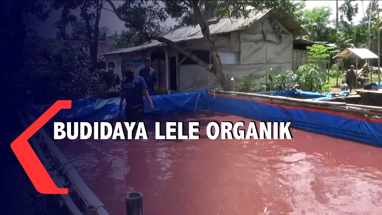 Budidaya Ikan Lele Organik