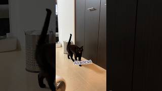 ママが隠れている事に気づき、「何してるのぉっ!」とブチギレる猫