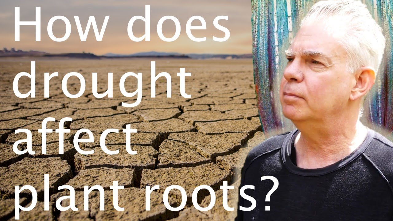 What does climate change and drought do to plant roots? Keith Lindsey