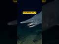 Hiu Paling Aneh di Dunia 😭 | Goblin Shark Real Life Alien” #hewanbesar #faktaunik #faktamenarik