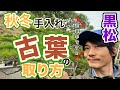 【黒松の剪定】短葉法の秋冬手入れの超基本！古葉取り（もみあげ）のやり方を徹底的に解説します！【初心者向講座】