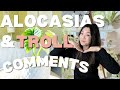 My variegated alocasia collection  haters  trolls  plant chores  repotting  propagating corms