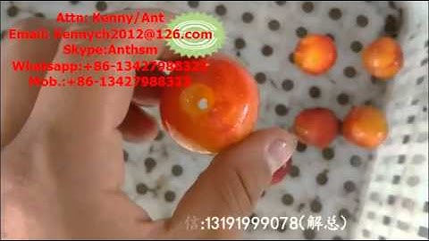 QH-100 Small PLUM and fruit PITTING MACHINE, pitter, coring stoning machine