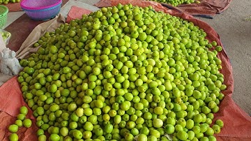 Gía Táo Xuân Hôm Nay Tại Phì Điền - Lục Ngạn I Nui Doi Luc Ngan 98