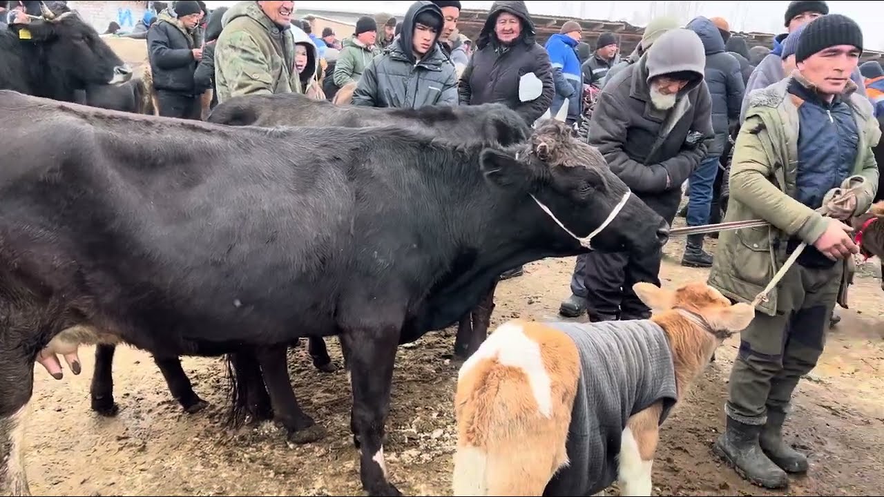НООКАТ МАЛ БАЗАРЫ!!! 18-Январь Саан малдар 