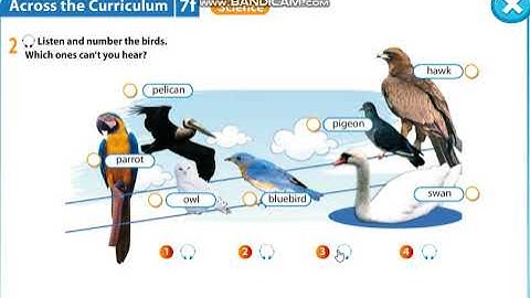 Excel 5 Module 7 p94 ex2 Birds Sound