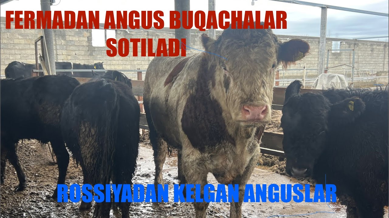 977725655 911715655 ANGUS BUQACHALAR SOTILADI