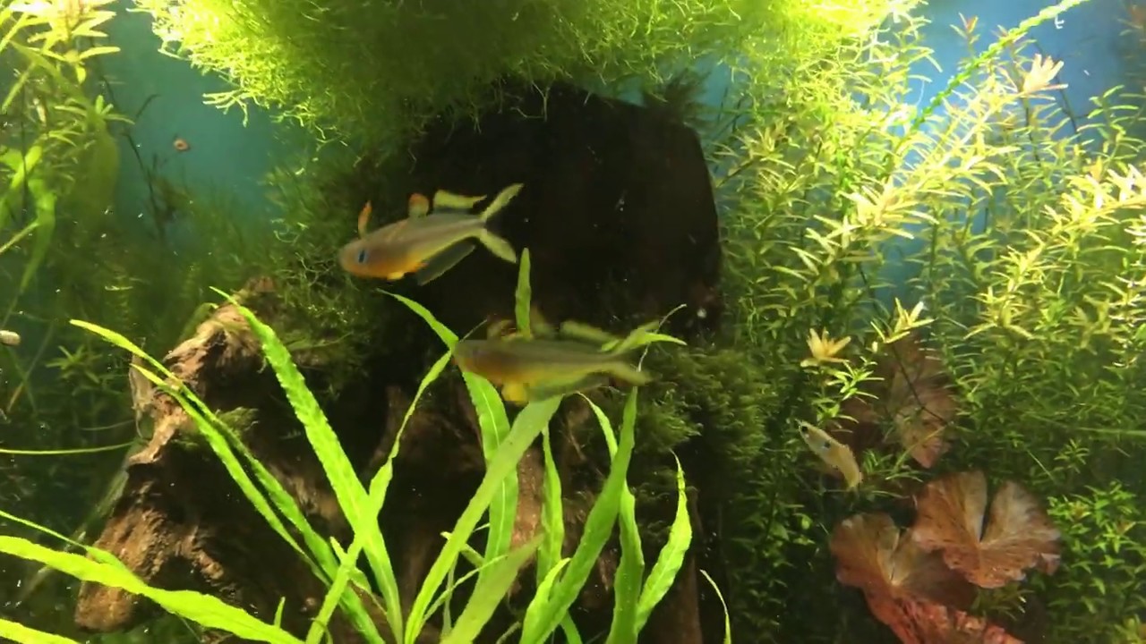 Blue Eye Forktail Rainbowfish Попондетта фурката YouTube