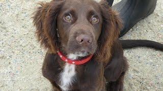 Freddie - Sprocker Puppy - 3 Weeks Residential Dog Training