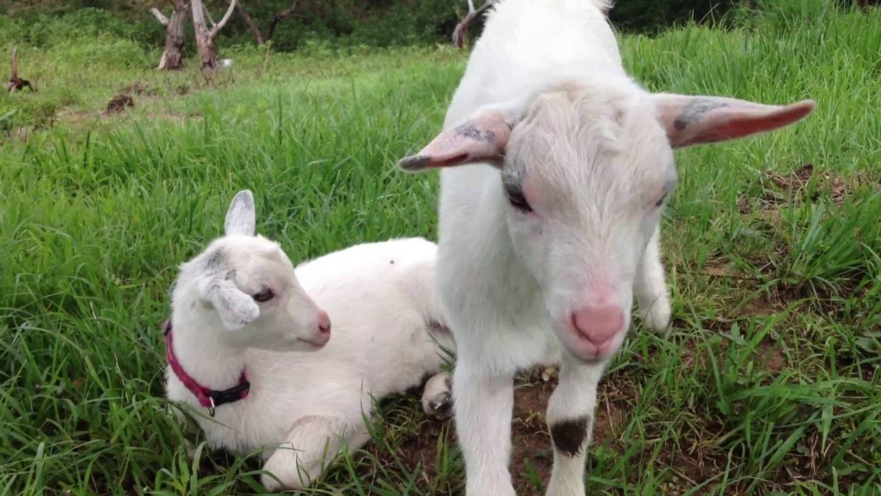 子ヤギのかわいいあくび、あくび