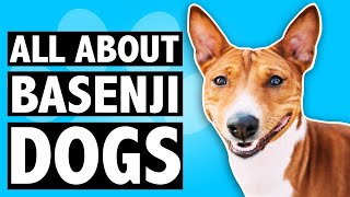 Basenji Dog Breed - Characteristics, Evolution, History, Facts, Temperament, Health, Care, Training