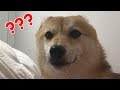 ご主人様のベットに忍び込む柴犬