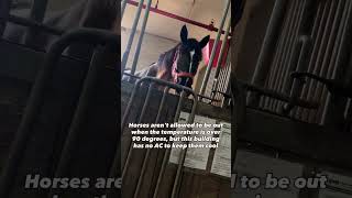 This Is Where Nyc Horses Are Forced To Live?