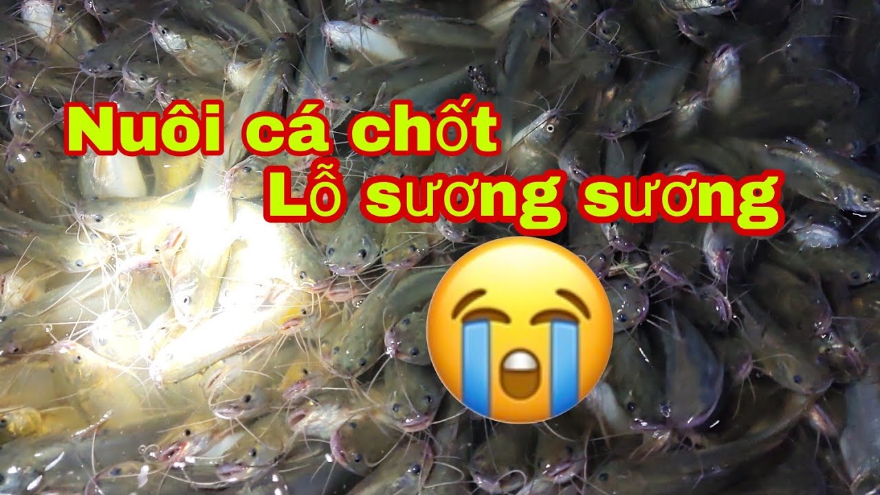 Lỗ với mô hình nuôi cá chốt trâu | nuoi ca chot - youtube
