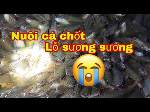 Video Lỗ với mô hình nuôi cá chốt trâu | nuoi ca chot - youtube
